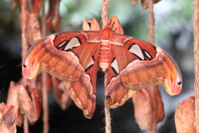 Attacus atlas, Papillon cobra
