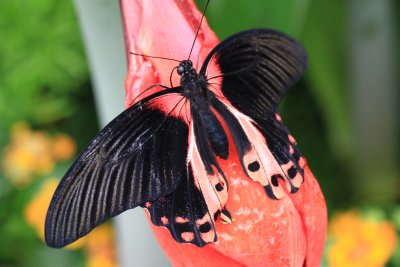 Papilio rumanzovia, Porte-queu carlate