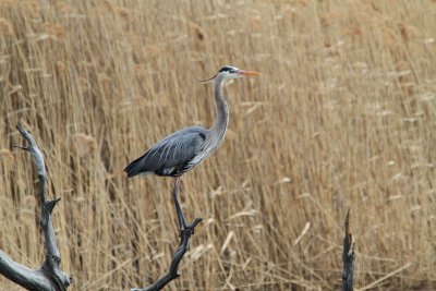IMG_4864.JPG