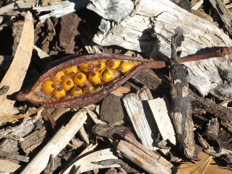 Beautiful seed pod