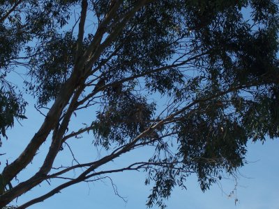 A cockatoo family.