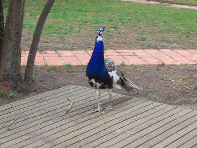 Proud as a peacock