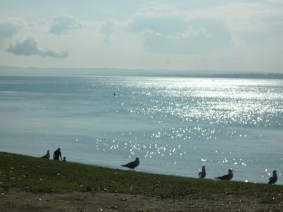 Seagulls waiting.