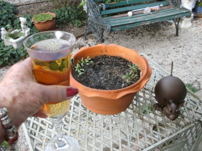 Here's looking at......my coriander seeds germinating!