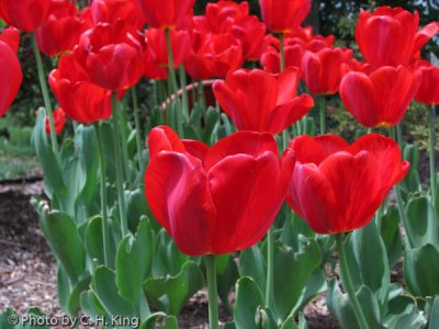 Red Emperor Tulips