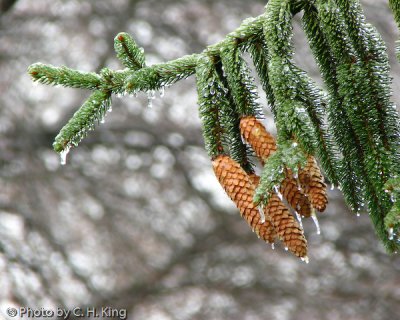Evergreen in Winter