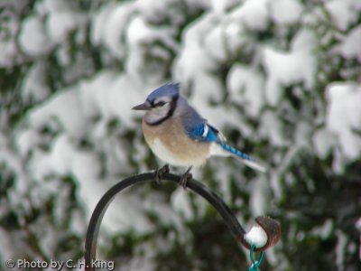 Blue Jay