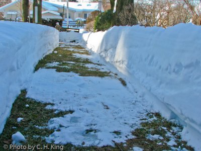 Path to the Bird Feeder