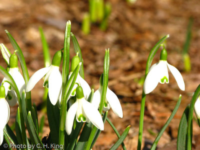 Eleven days later, Snow Drops in bloom
