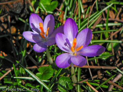 Crocus