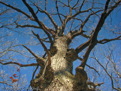 Majestic White Oak