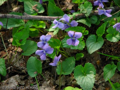 Wild Purple Violets