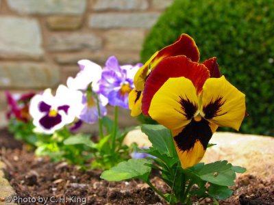 Pansies