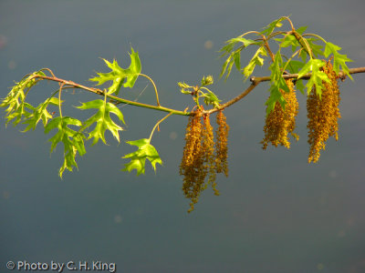 Pin Oak in Bloom