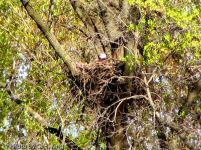 Bald Eagle on the Nest