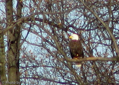 Bald Eagle 2