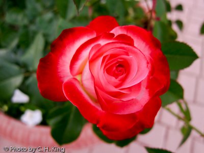 Red Bi-Colored Rose