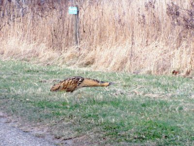 Bittern/Roerdomp.