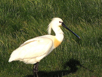 Spoonbill/Lepelaar.