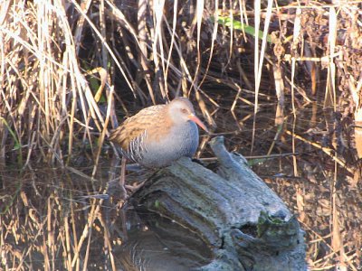 Water Rail/Waterral.