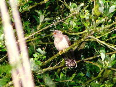 Cuckoo/Koekoek.