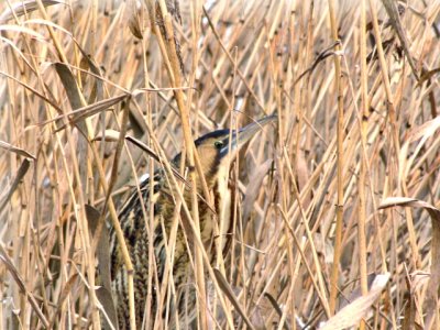 Bittern/Roerdomp.