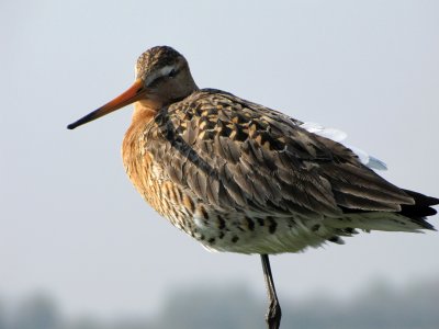 Black-tailed godwit/Grutto.