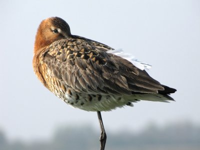 Black-tailed godwit/Grutto.