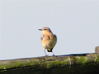 Northern wheatear/Tapuit.