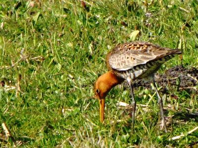 Black-tailed godwit/Grutto.