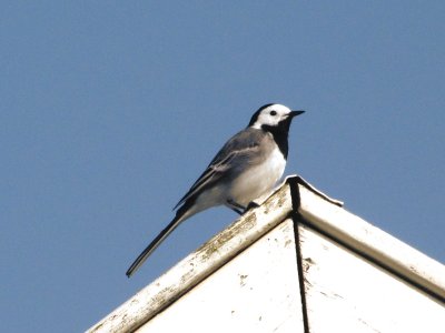 White wagtail/Witte Kwikstaart.