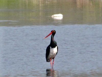 Zwarte Ooievaar/Black Stork.