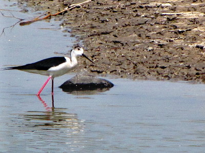 Steltkluut/Black-winged Stilt.