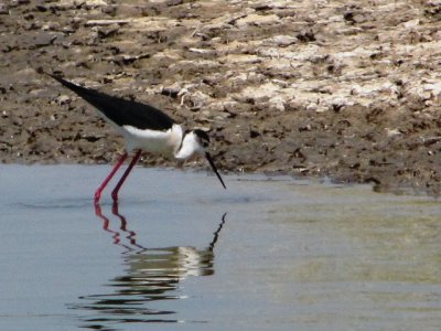 Steltkluut/Black-winged Stilt.