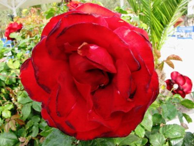 g3/31/951231/3/124462956.xGRNzQpc.jpg