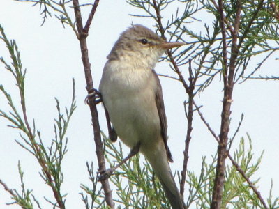 Vale spotvogel/Olivaceous Warbler.