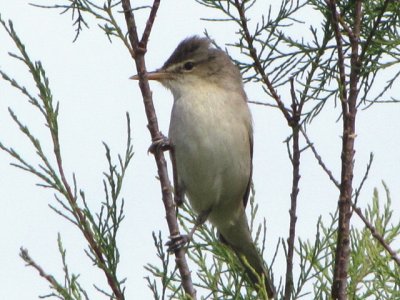 Vale spotvogel/Olivaceous Warbler.