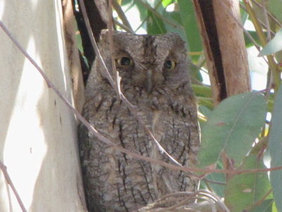 Dwergooruil/Scops Owl.