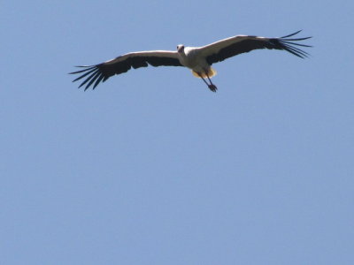 Ooievaar/White Stork.