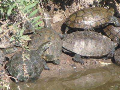 Kaspische Beekschildpad/Caspian Turtle.