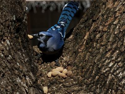 Blue Jays