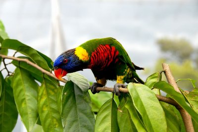 PC-singa (1).JPG