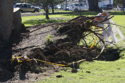 Unearthed Tree in Balboa Park