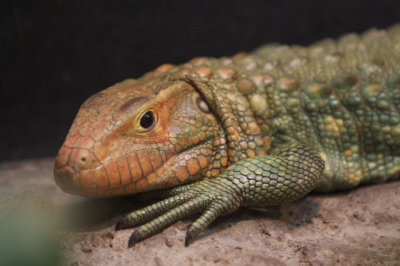 Caiman Lizard