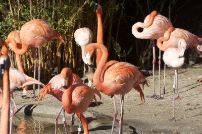 Pink (Stinky) Flamingos