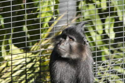 Crested Mangabey