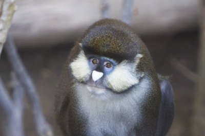 Schmidt's Spot-Nosed Guenon