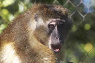 Golden-Bellied Mangabey - Surprise!