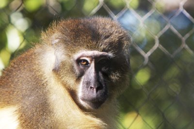 Golden-Bellied Mangabey...photogenic.