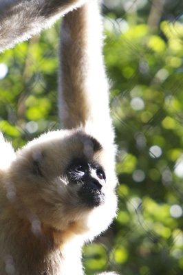 Tina, The Female Red-Cheeked Gibbon